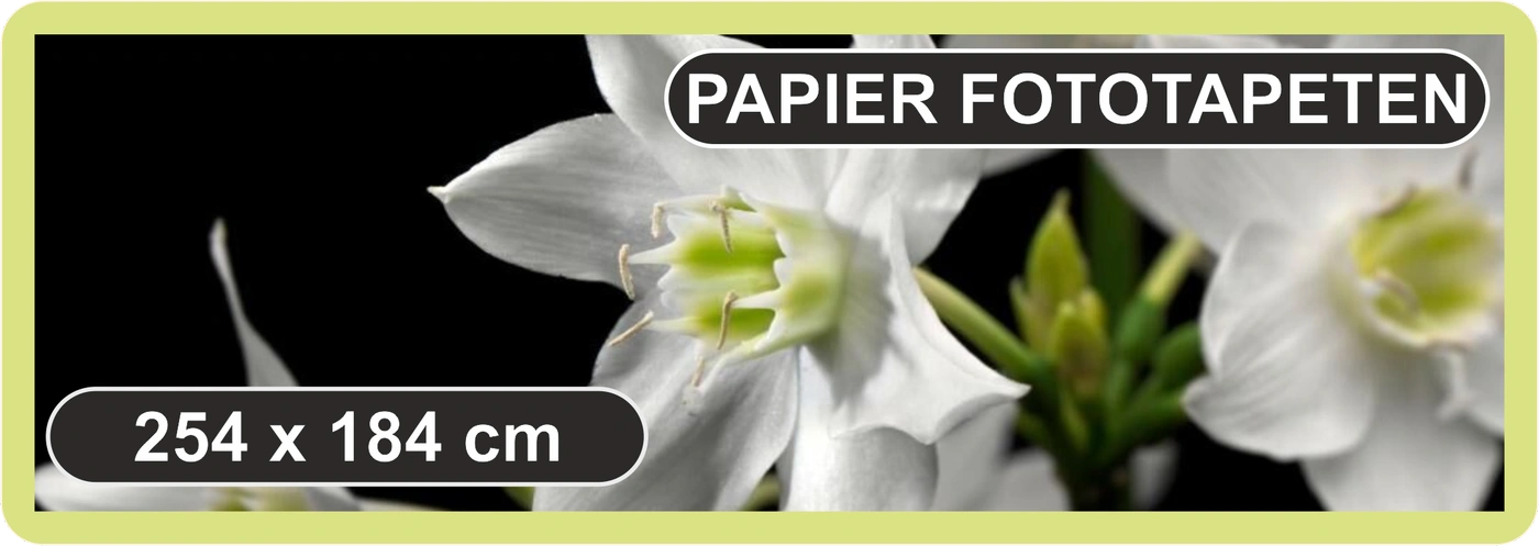 „Querformatiges Werbebild mit Komar-Fototapete im Format 254 × 184 cm. Die Tapete zeigt ein fantasievolles Dinosaurier-Motiv mit T-Rex und Brachiosaurus in grüner Urwaldkulisse. Im Vordergrund modernes Wohnambiente mit dunkelgrünem Sessel, Holzkonsole, Va